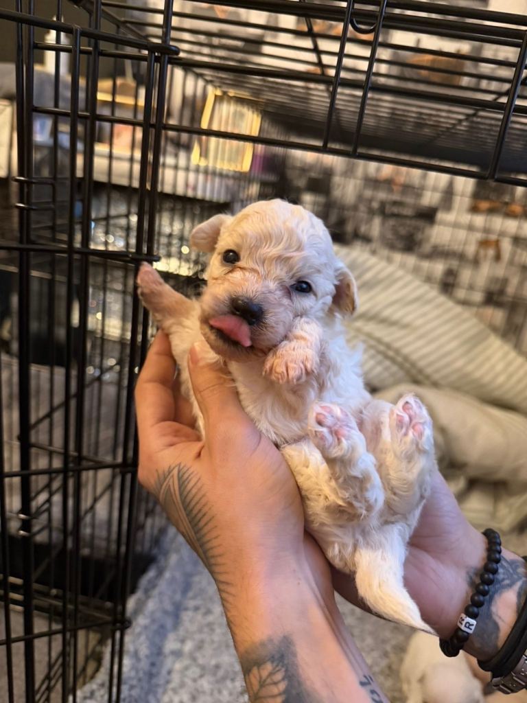 Mixed puppy for sale