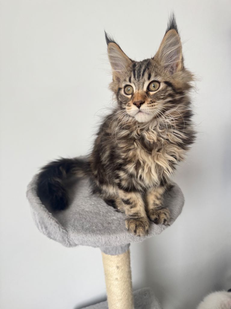 😻😻😻Maine coone 👑👑