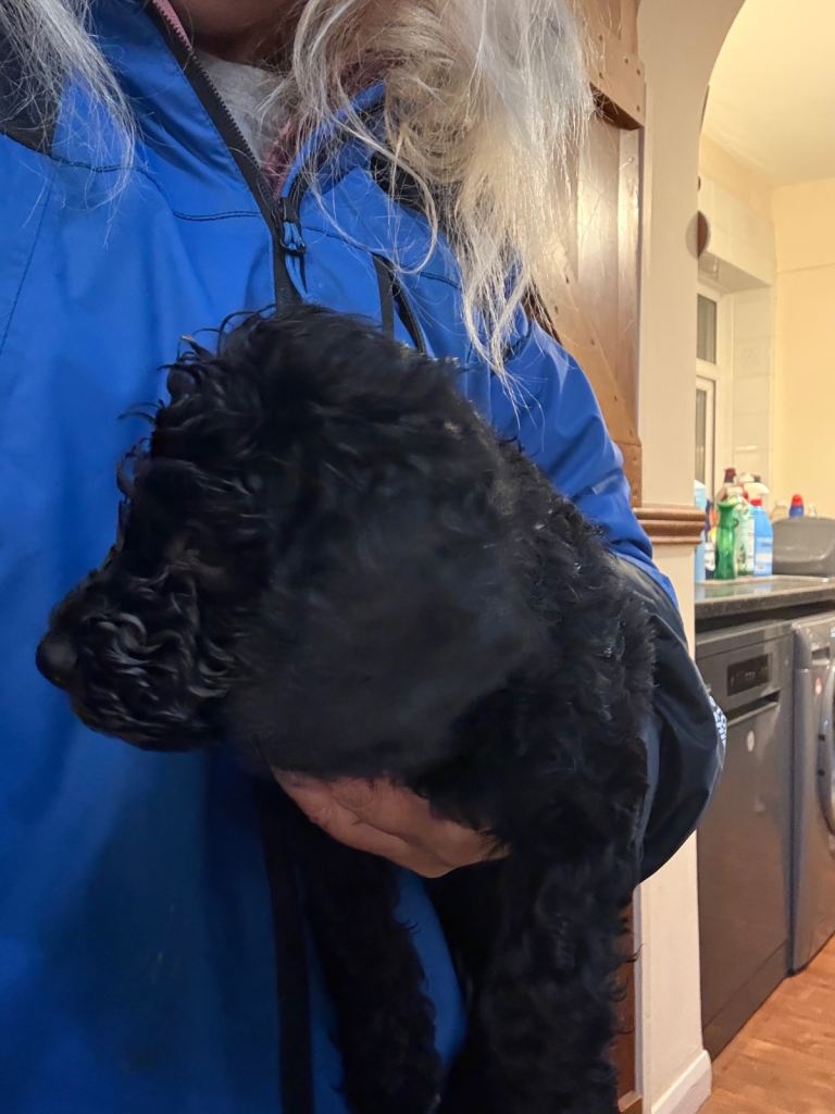 Beautiful cockerpoo cross with poodle | in Plymouth, Devon | Gumtree