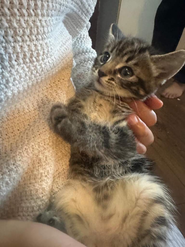 Male and female available 