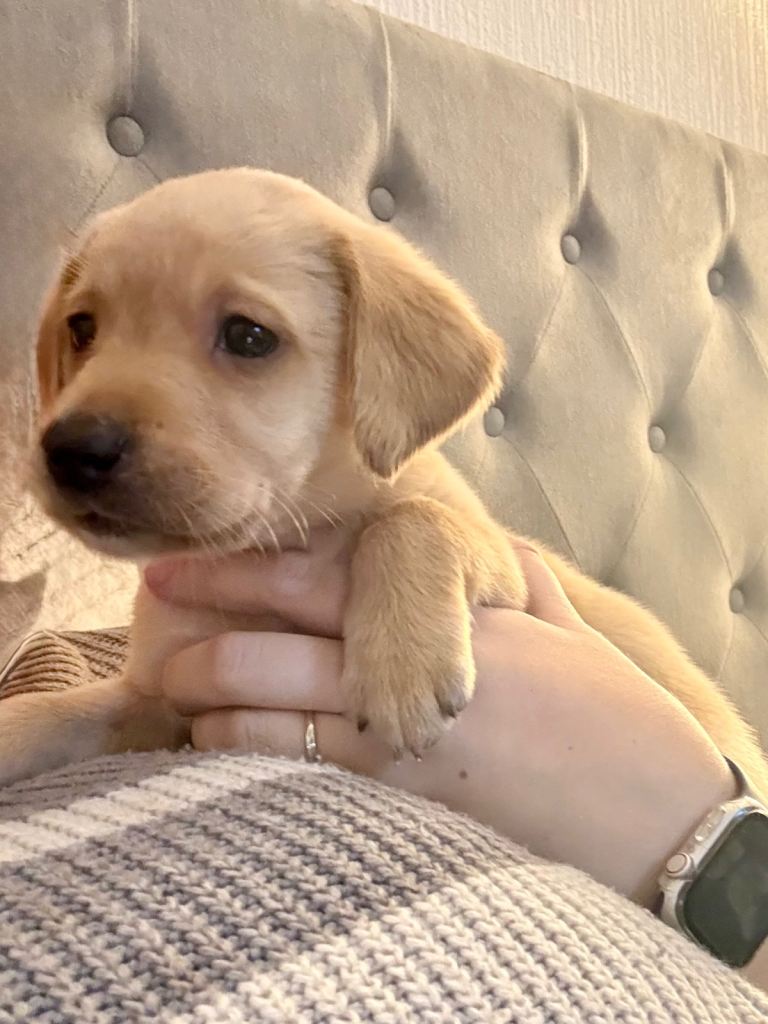 Labrador Puppies ALL NOW SOLD!