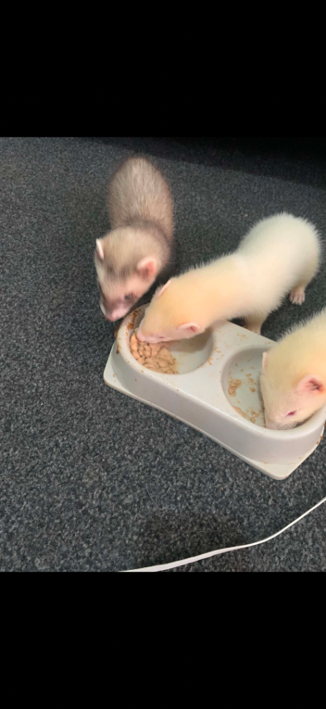 Ferret kits for sale 