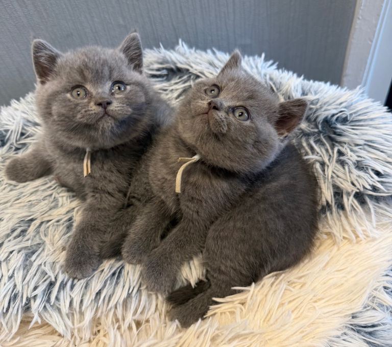 British blue shorthair kittens REDUCED £400 EACH 