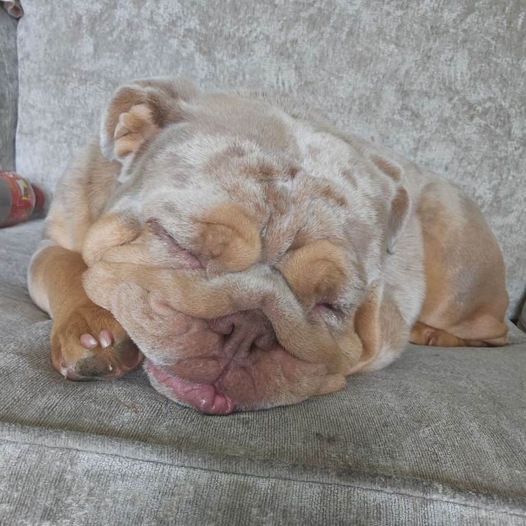 Female English Bulldog