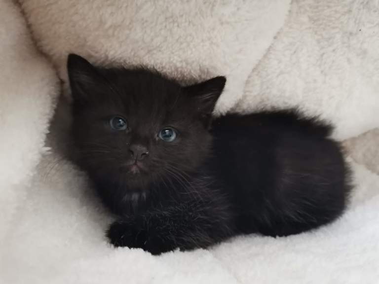 4 kittens