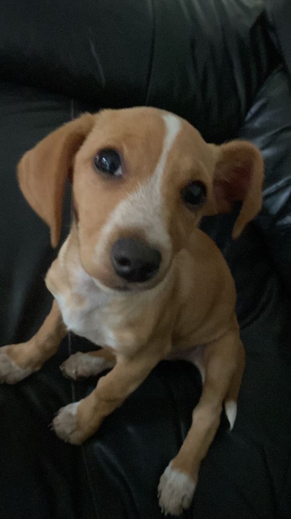 Puppy for sale 