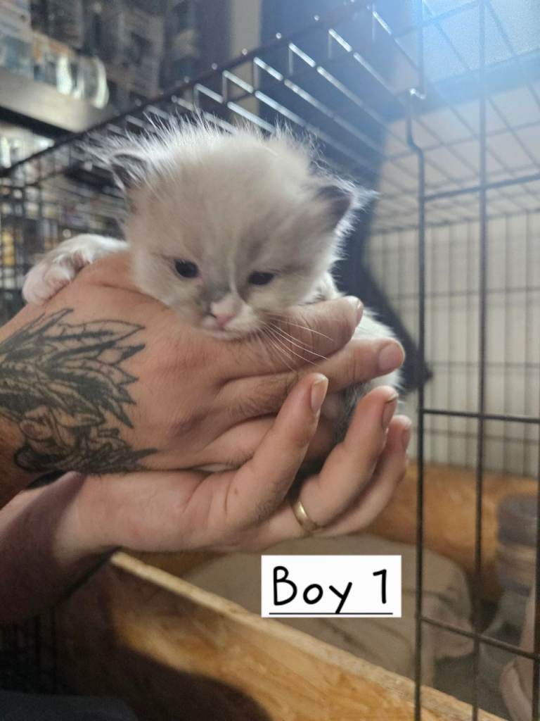 Ragdoll Kittens 