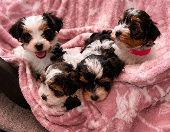 🎀Gorgeous Tiny Biewer Yorkshire Terrier Puppies🐾