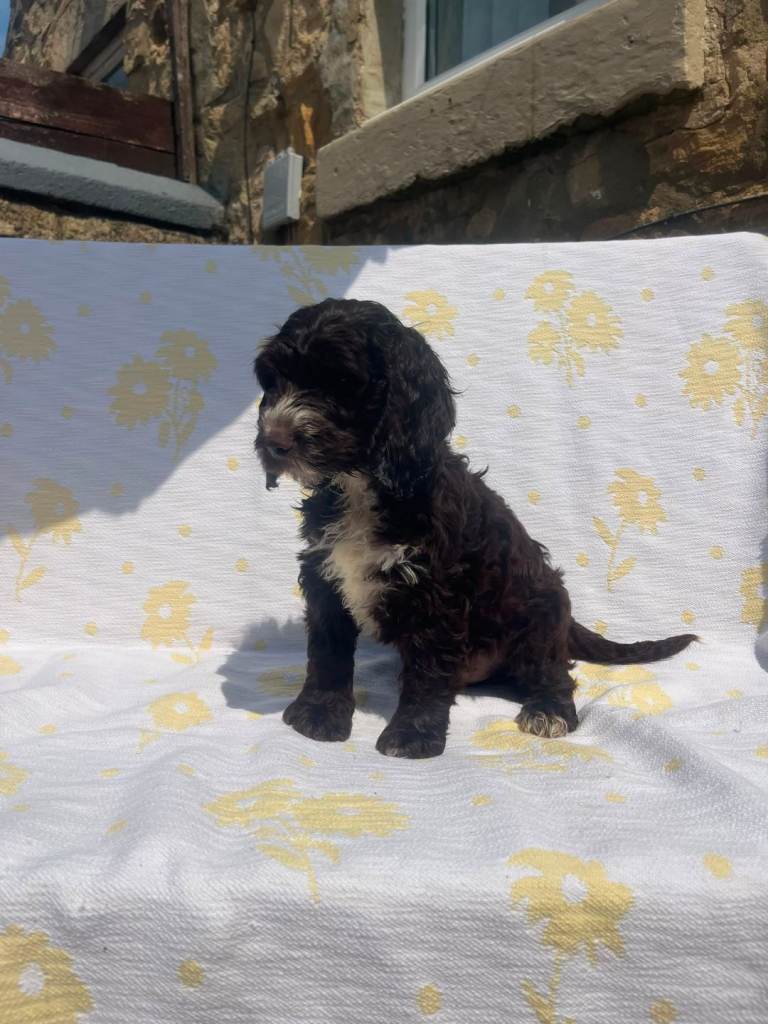 Cockerpoo puppies 