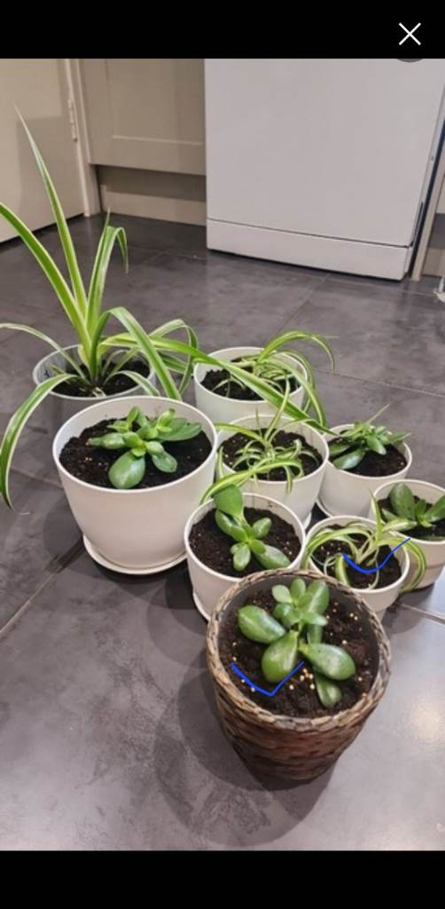 Baby spider and Jade plants