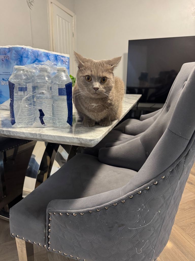 British short hair/tabby kitten for sale