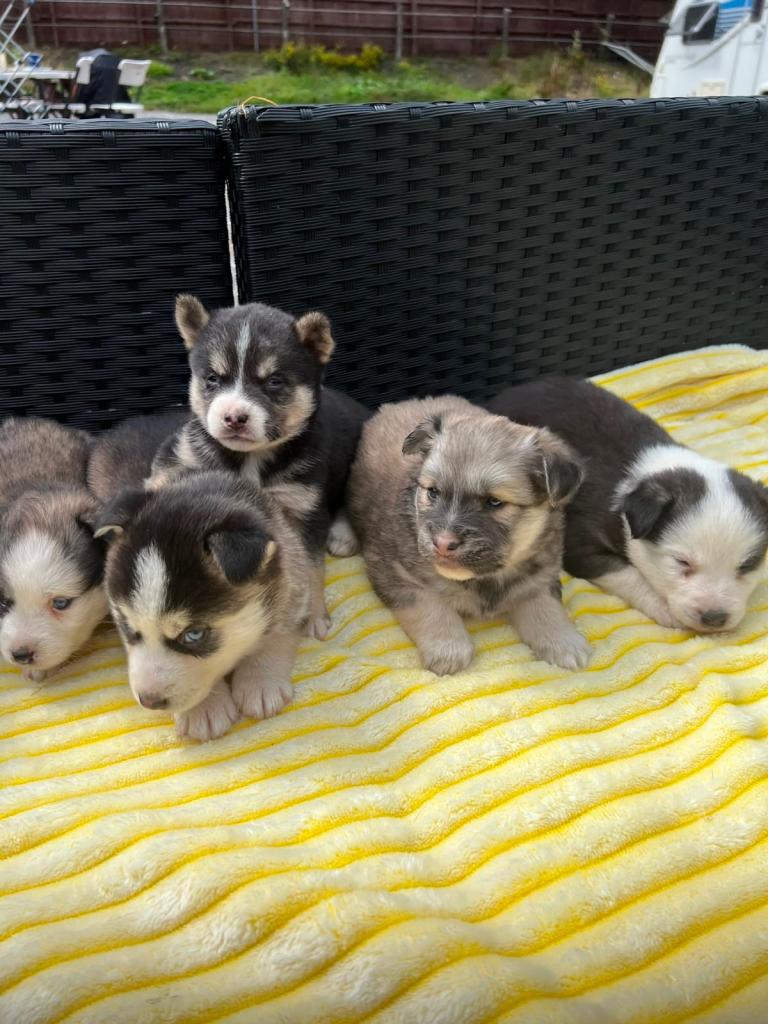 Pomsky puppy’s