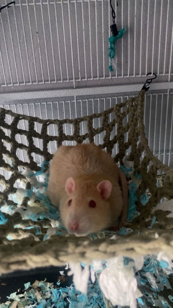 four male rats +encloser