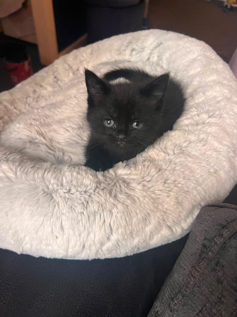 Male Kittens 