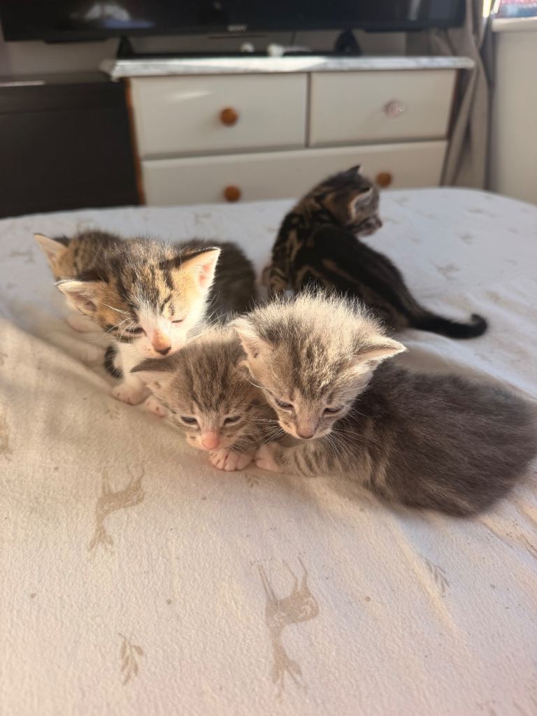 Kittens 