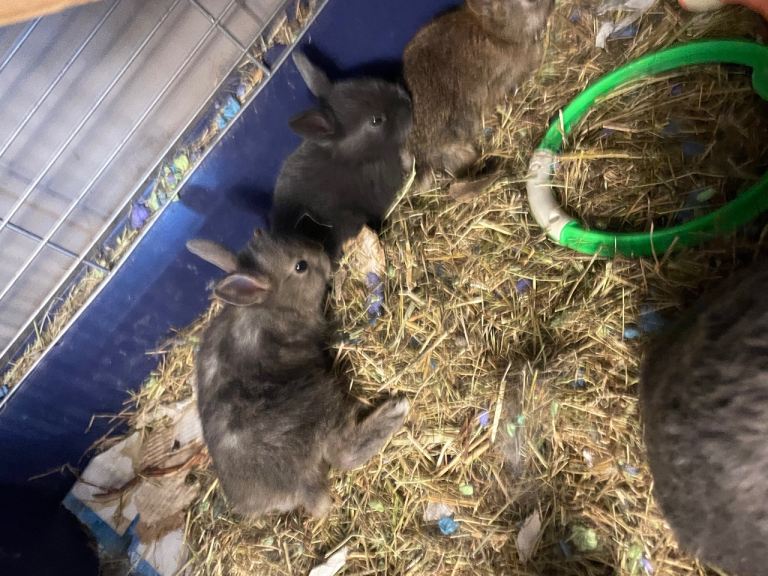Baby mini Rex