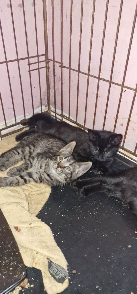 Male and female kittens for sale