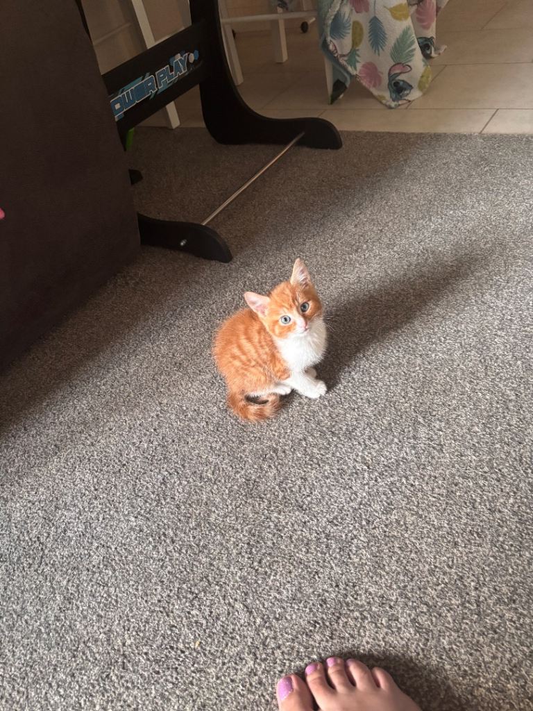 Ginger kitten for sale 