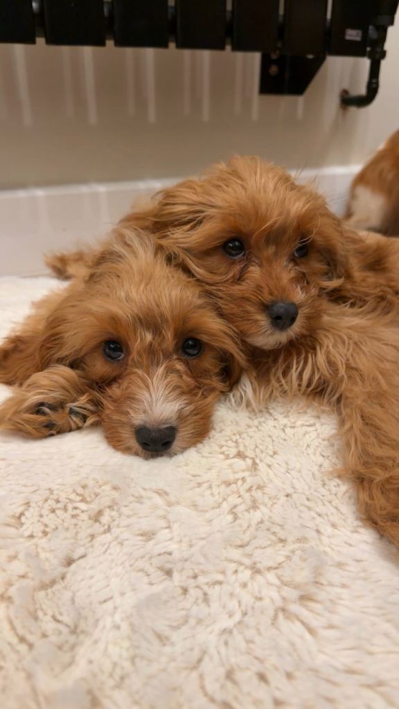 Cavapoo Puppies