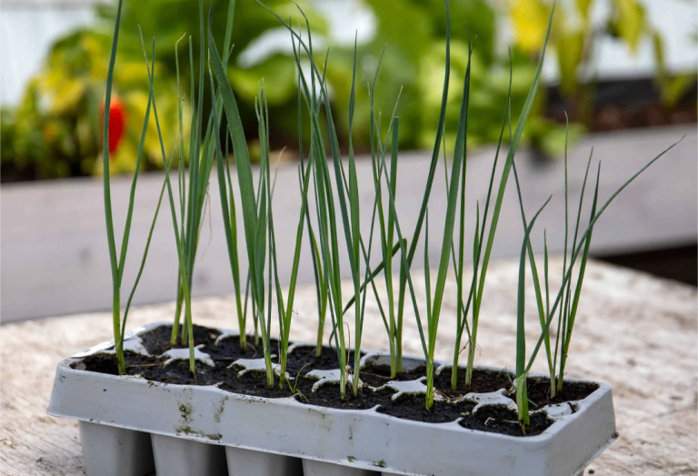 Organic Leeks/Veg Plants 🌿
