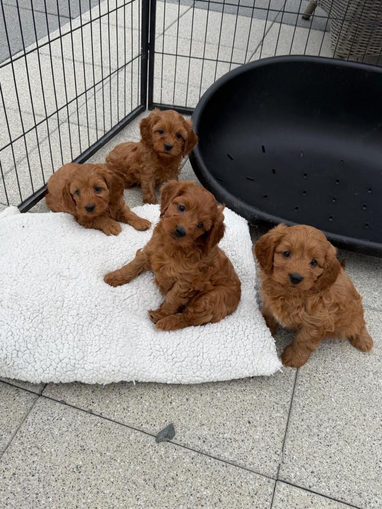 Cavapoo puppies 