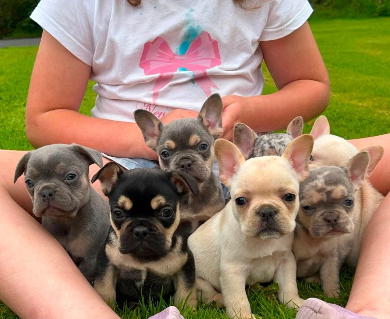 Beautiful french bulldog puppies