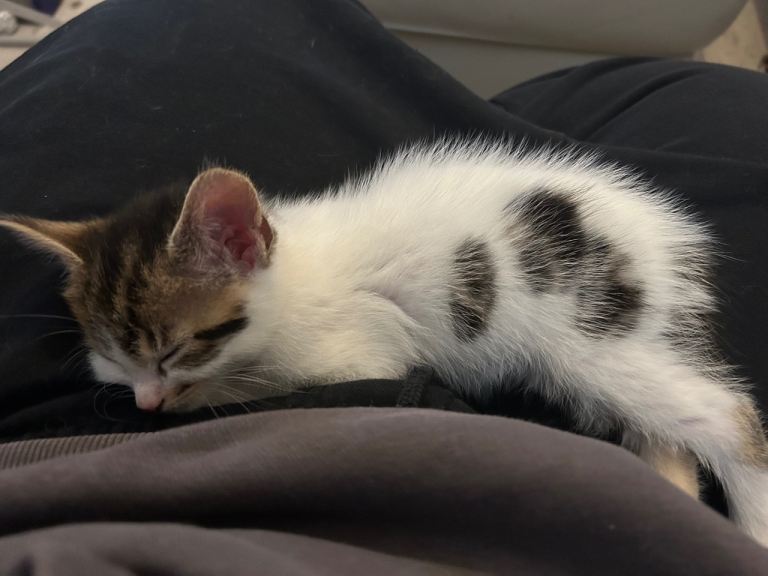 White and Tabby kitten 
