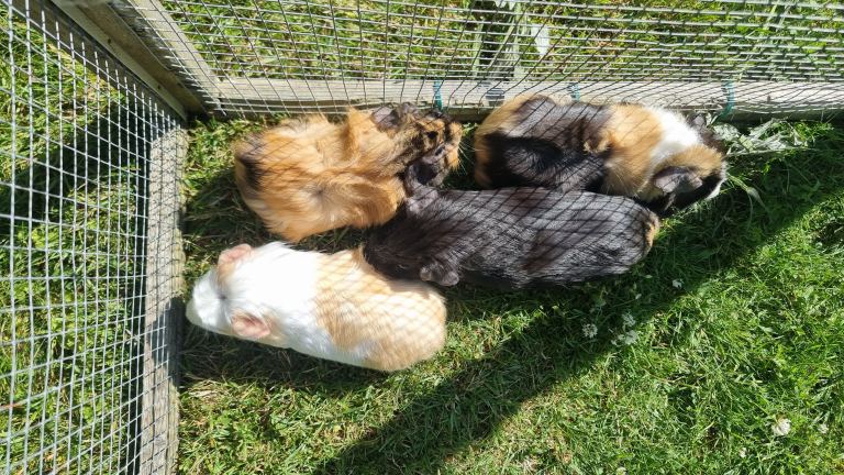 Guinea Pigs