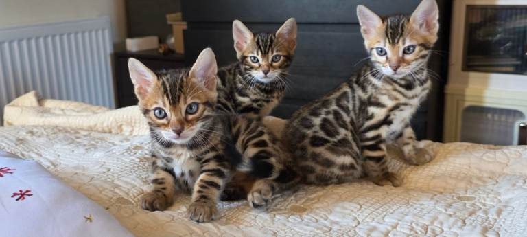 Bengal Kittens