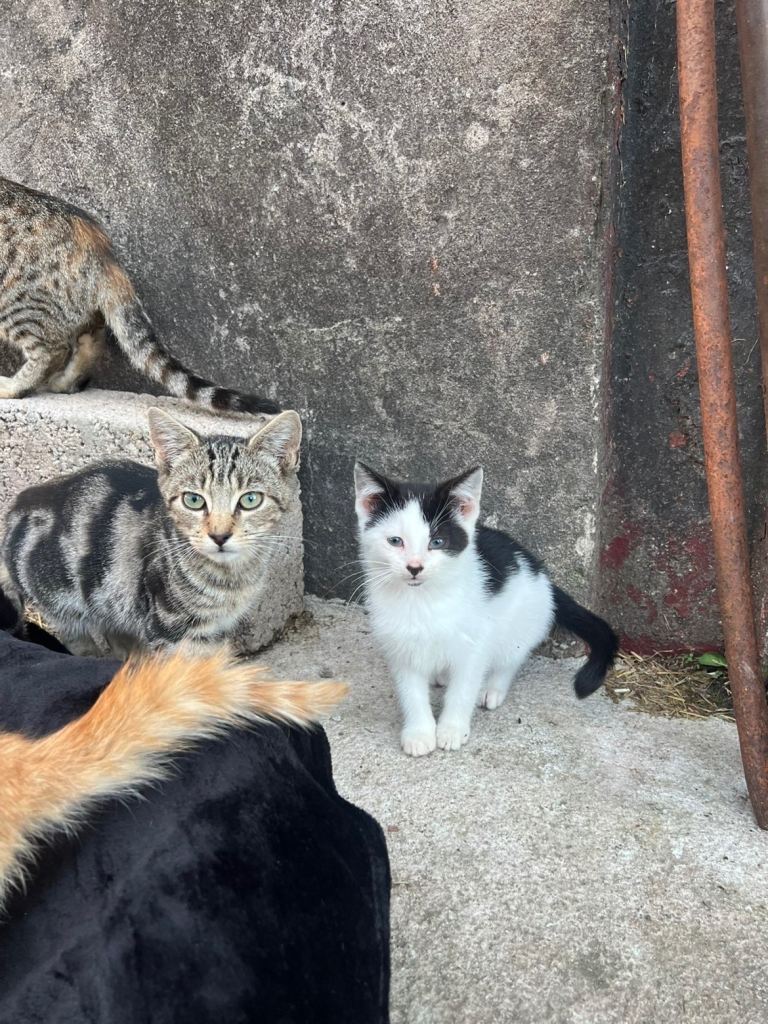 Kittens for Sale 