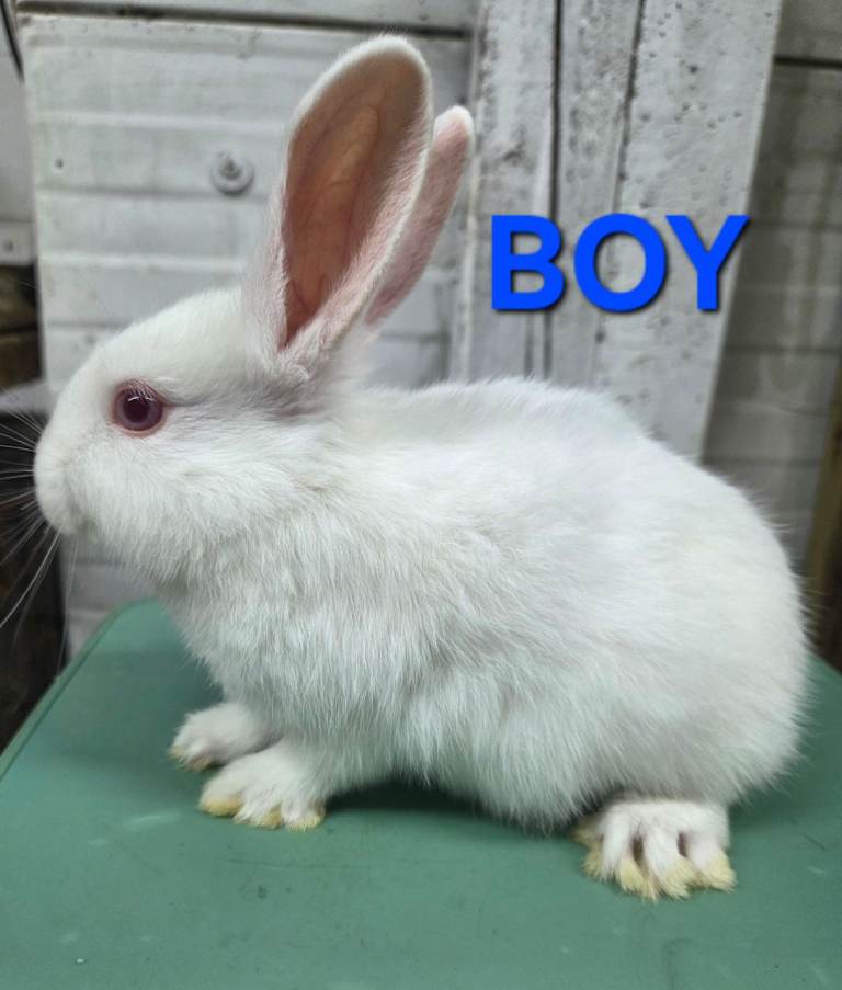 HAND REARED BABY RABBITS!!! VIEW ALL PICTURES!!