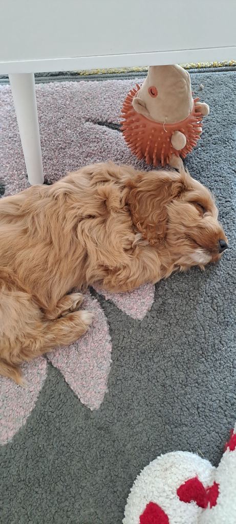 Puppy for sale