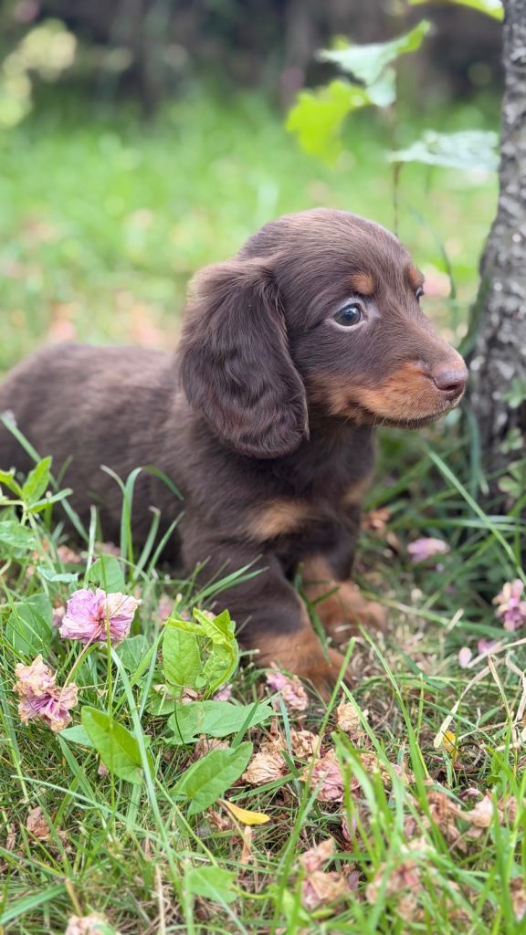 Miniature Dachsund long haired puppies