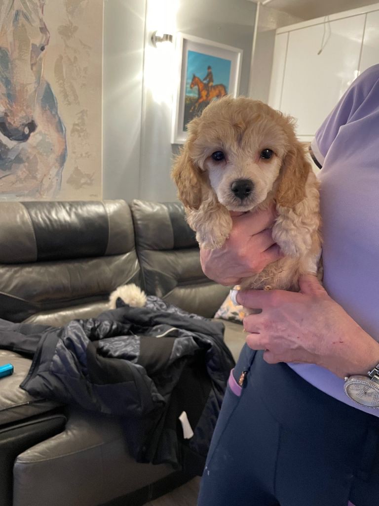 Beautiful poodle puppies 