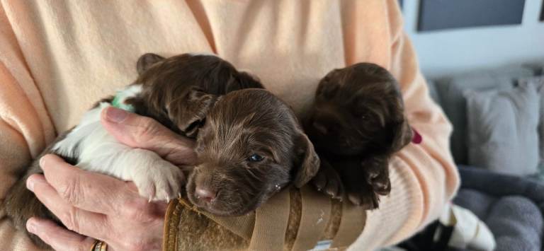LAST 3 Sprocker puppies for sale