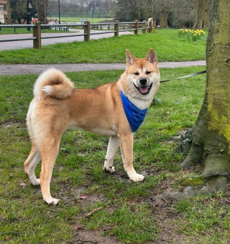 Female Akita