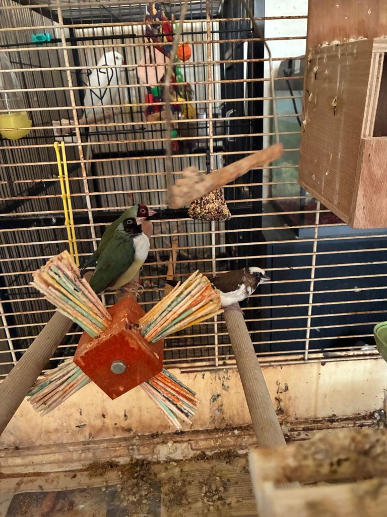Birds and cages for sale 