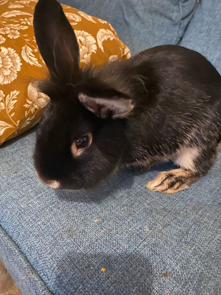 4 amazing rabbits for sale 