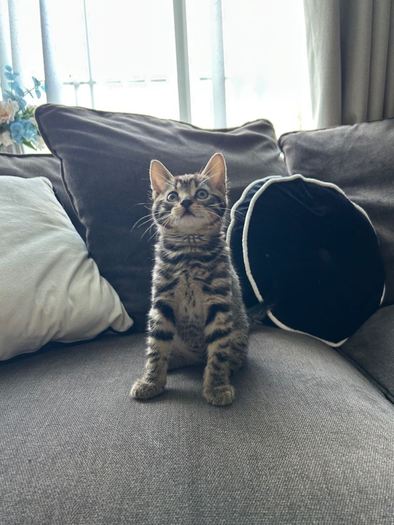 Kitten for sale 