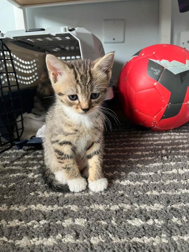 ** 1 Boy Left. Kitten ready for new home **