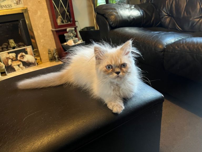 Ready Now - Blue eye Himalayan kitten (M). Fully vaccinated. 