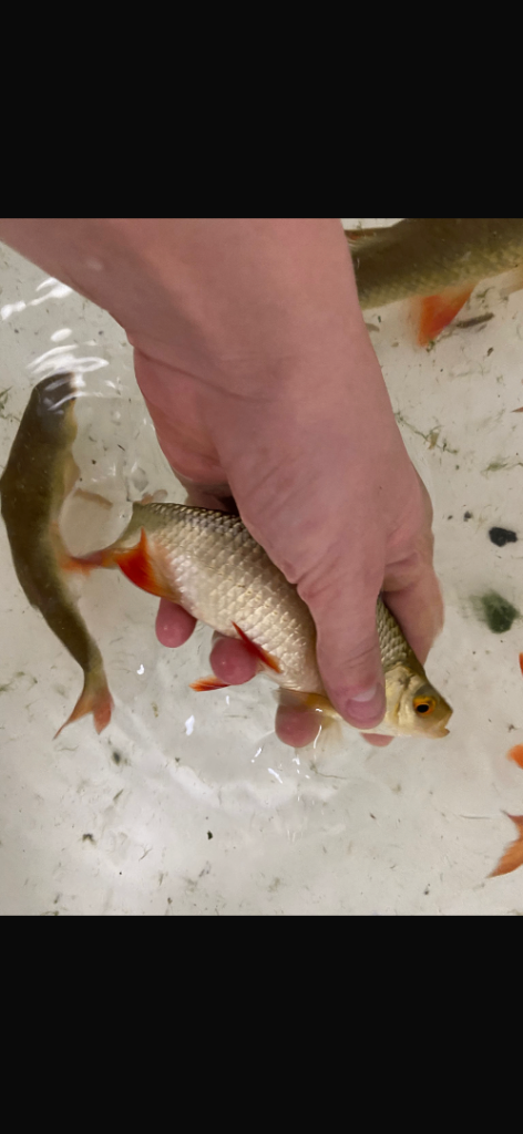 Red Rud fish for sale