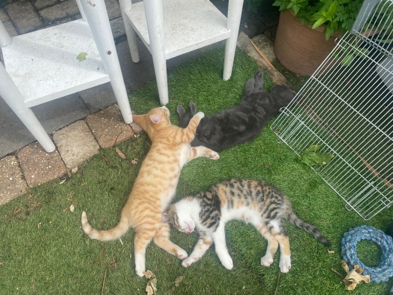 Beautiful kittens for sale ready to go very friendly 