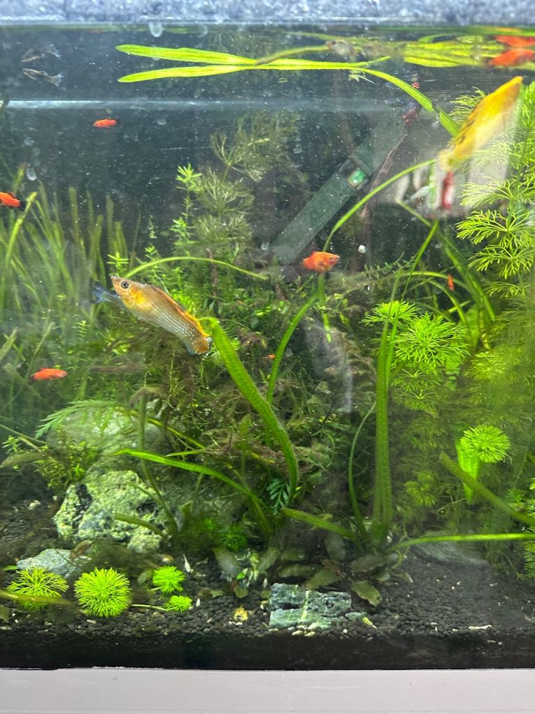Guppies, platies and mollies