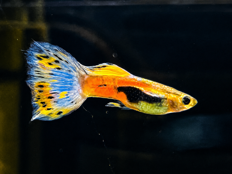 Pink/Blue Grass Guppy’s, Red Cherry Shrimp - Tropical Fish Collection Only NR2