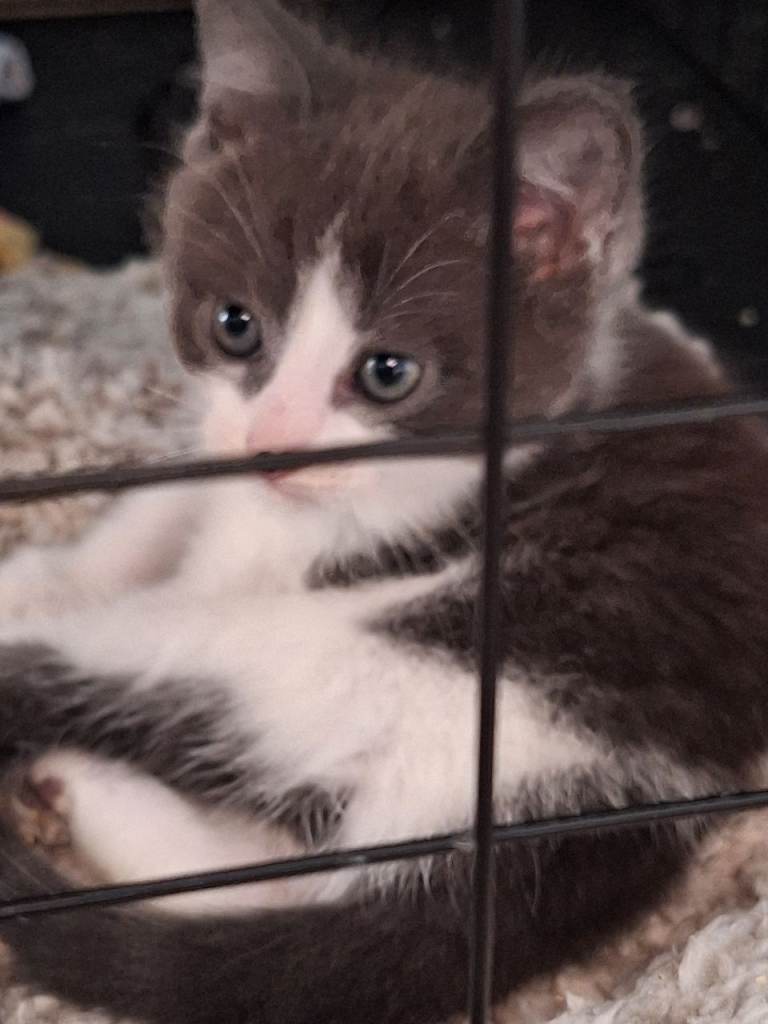 1 boy left Beautiful Ragdoll cross kittens for sale