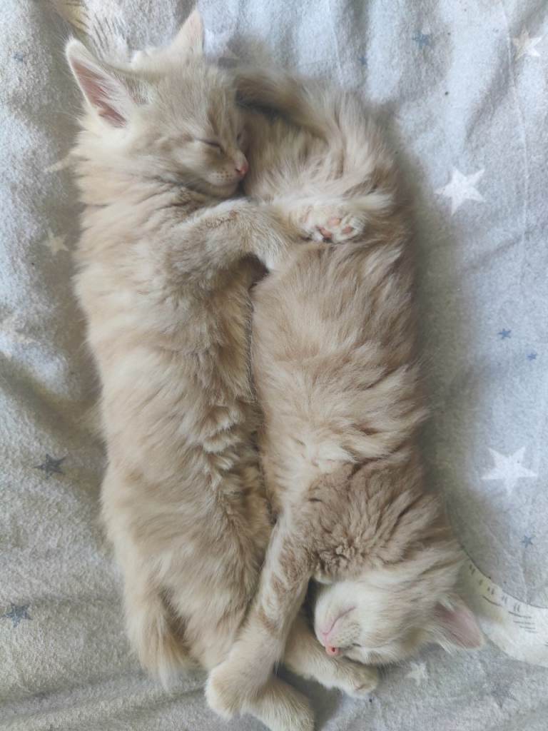 Identical twins 1 boy!! Girl has now been reserved! 
