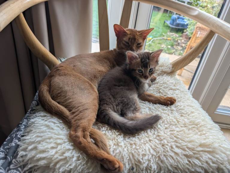 Abyssinian cross Ragdoll kitten for adoption 