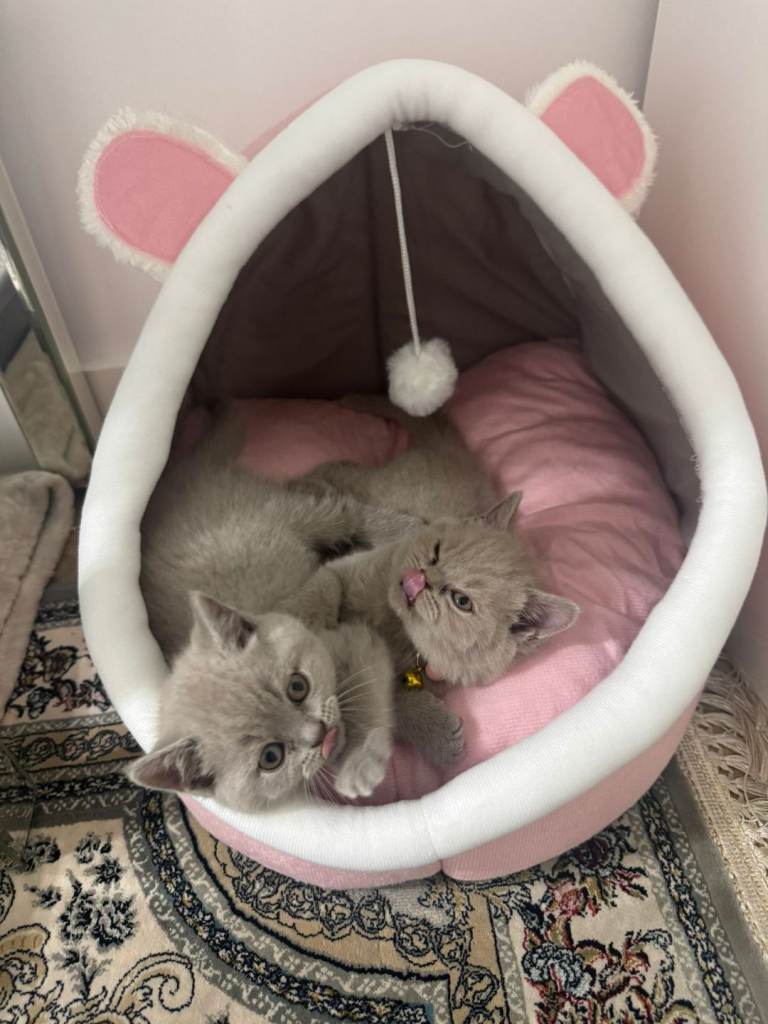 British short hair kitten