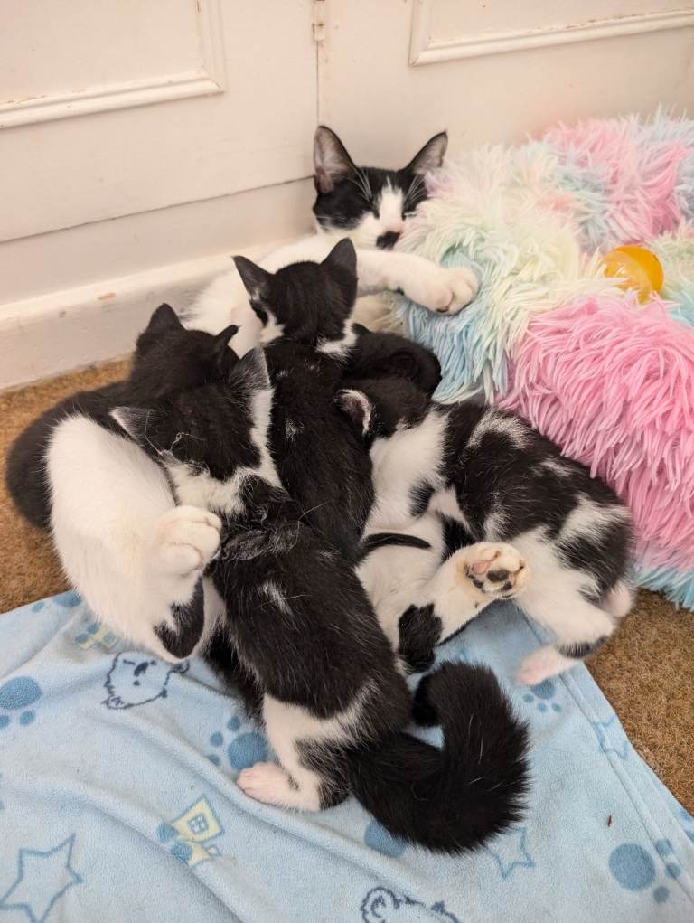 Kittens 